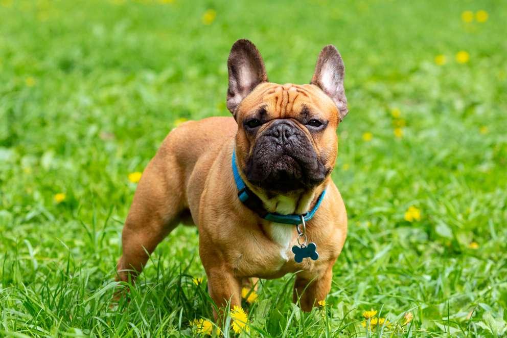 A muscular golden brown french bulldog is stood amongst the grass, there are small yellow flowers around