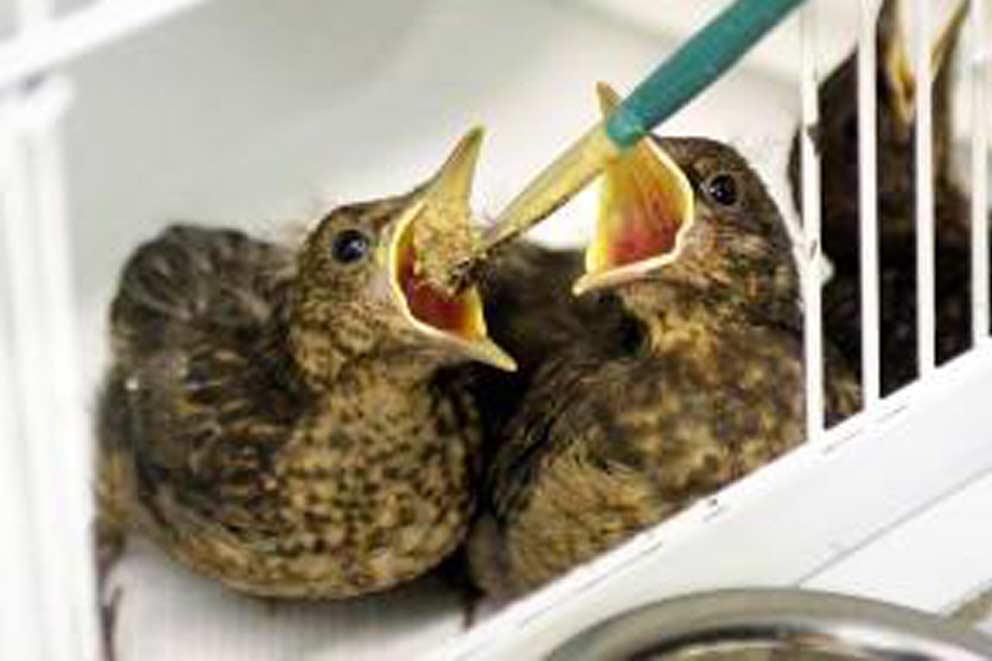 Two rescued baby birds being hand fed.