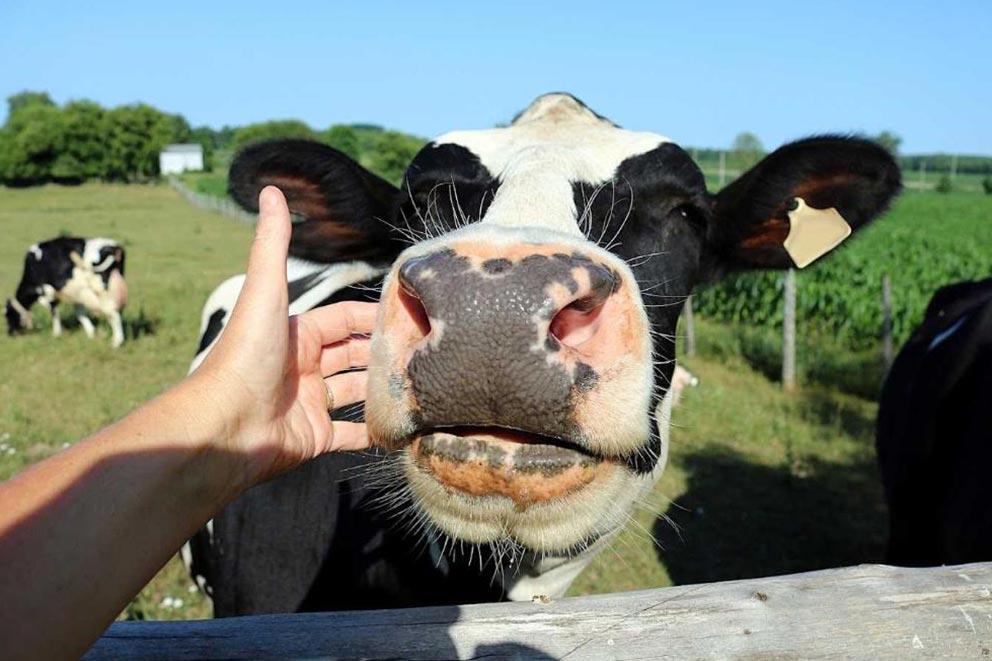 Person touching the face of cow in a field