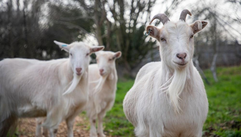 Three goats in a field