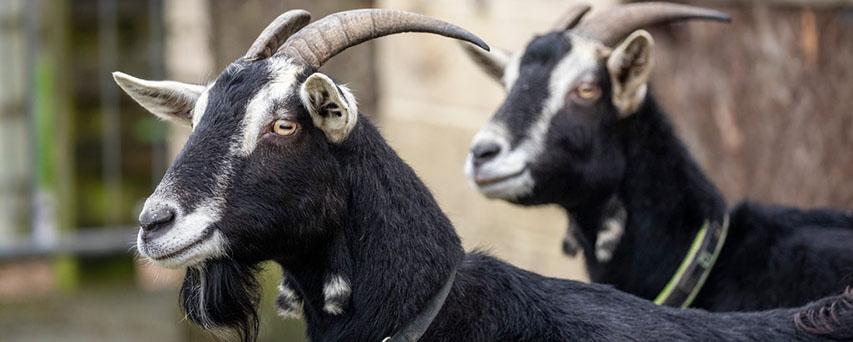 Two goats arriving at an RSPCA animal centre