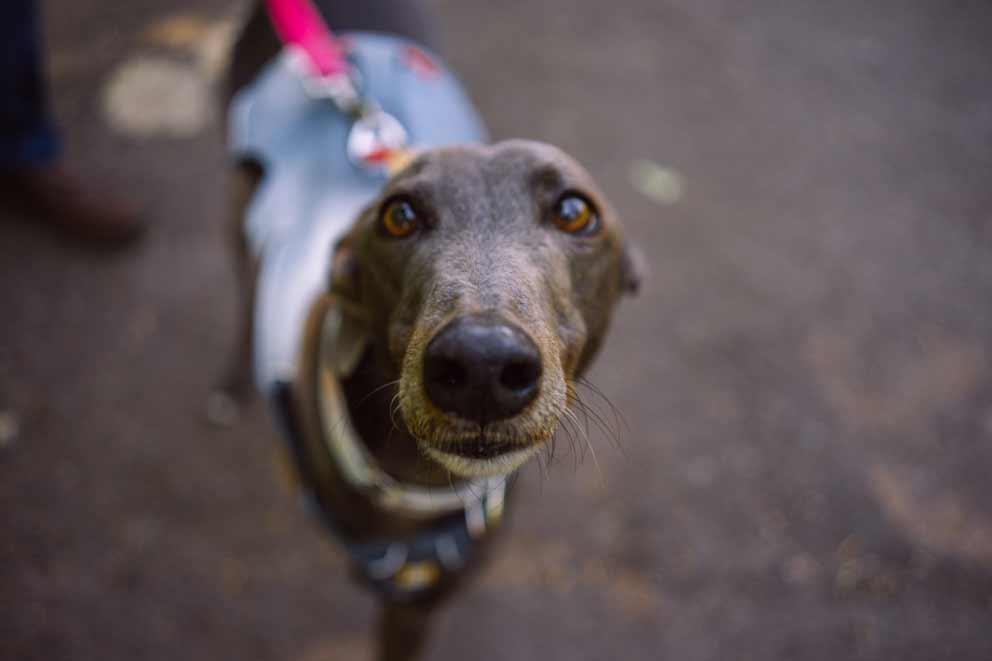 Greyhound on the lead looking up to camera.