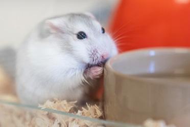 hamster eating with hands by food bowl