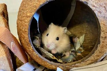 hamster in tunnel