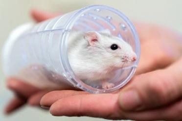 hamster in a hamster tunnel held by a human hand