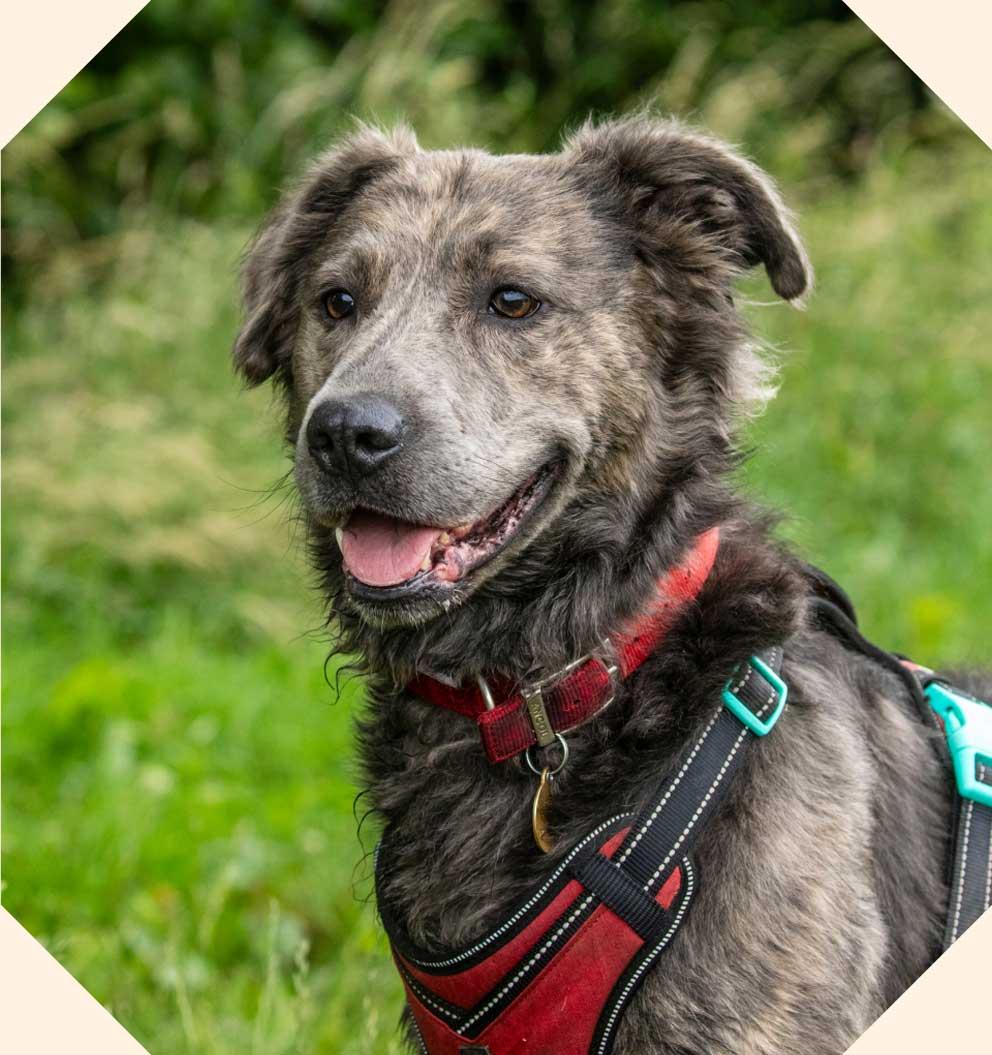 Brindle dog with red collar stood open mouthed looking off into the distance