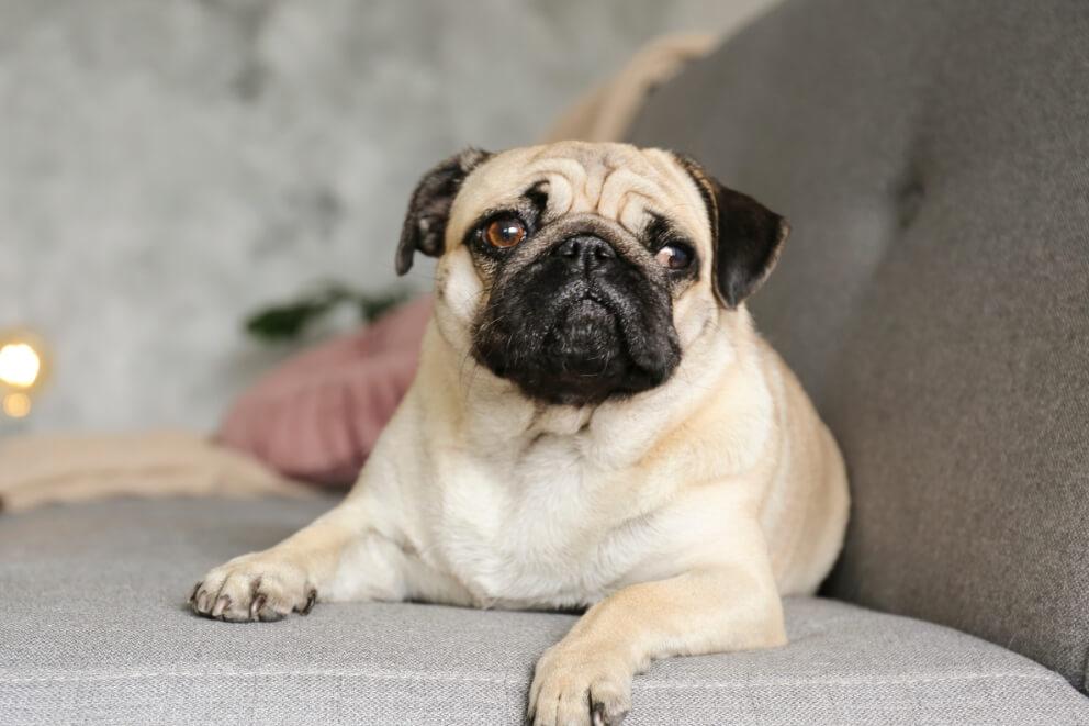 Pug laying on a grey sofa looking off to the right of the camera