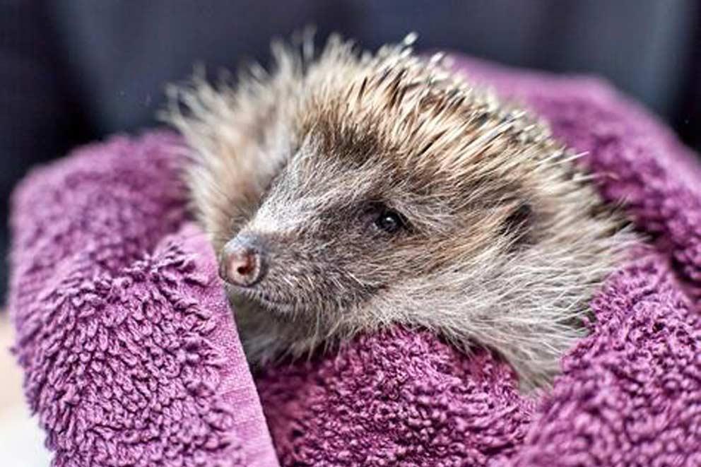 A hedgehog found and wrapped in a purple towel.