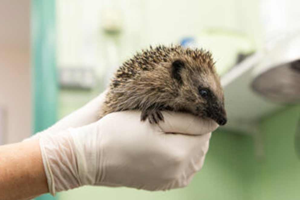 Injured hedgehog being held in the hands of a vet.