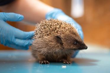 Hedgehog being examined by a vet.