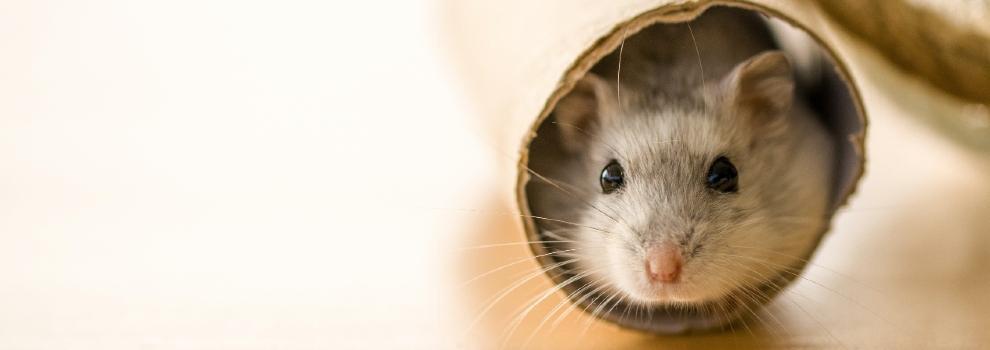 hamster in tunnel