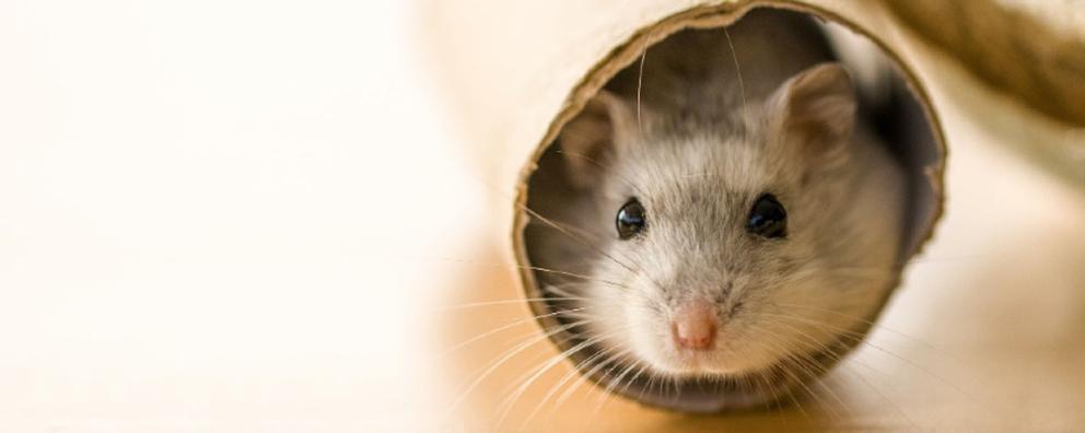 Hamster in a tube