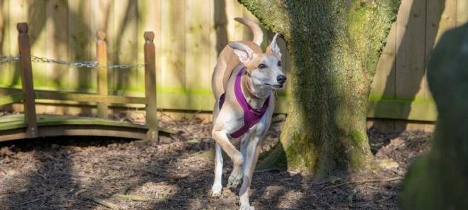 Millie the rescue dog running happily outsdie.