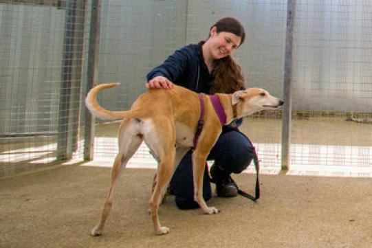 Animal behaviourist specialist Emma enjoying a bonding moment with Millie the rescue dog at the animal centre.