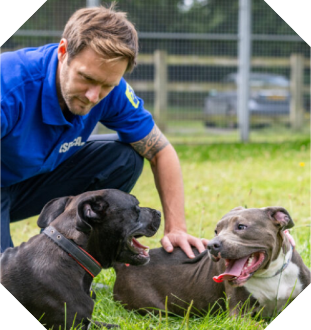 An RSPCA inspector stroking two dogs enjoying outdoor time.