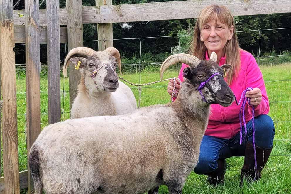 A woman in pink jumper and two sheep