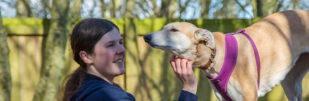 Rescue dog Millie is being stroked affectionately outside at the RSPCA animal centre.