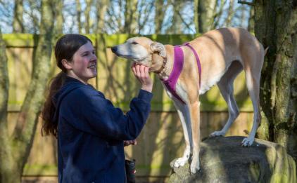 Animal behaviour specialist Emma is stroking Millie the rescue dog outside in the garden at the RSPCA animal centre.