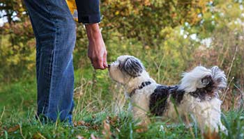 Rescued dog is happy, thriving and learning, Local News