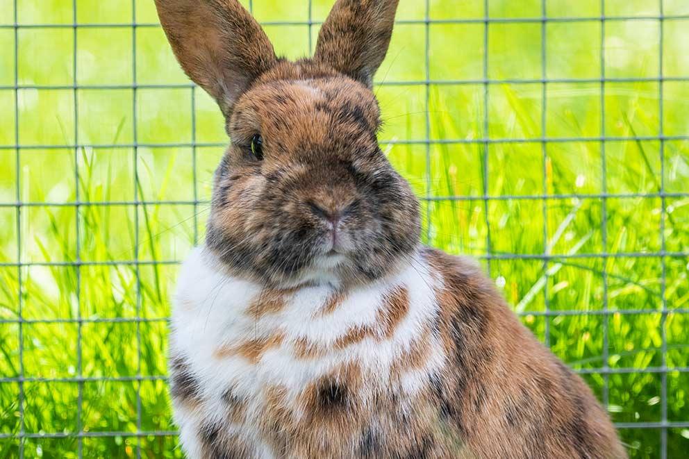 Brown and white rabbit sitting forward in the grass in front of wire fence