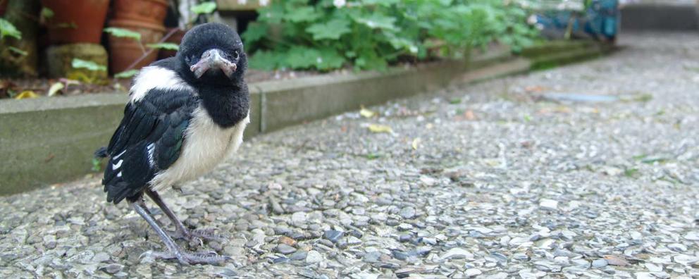 A young magpie standing in the garden.