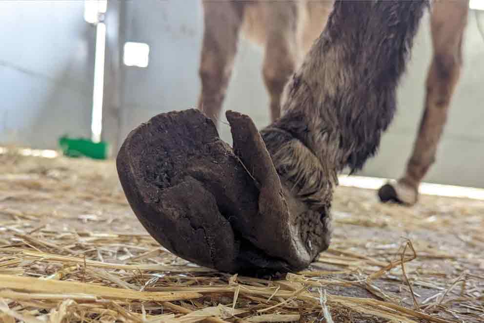 close-up of overgrown pony hoof