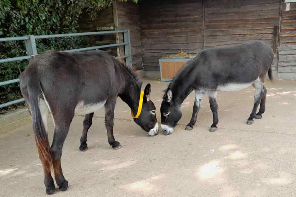 two rehabilitated donkeys looking healthy in a yard