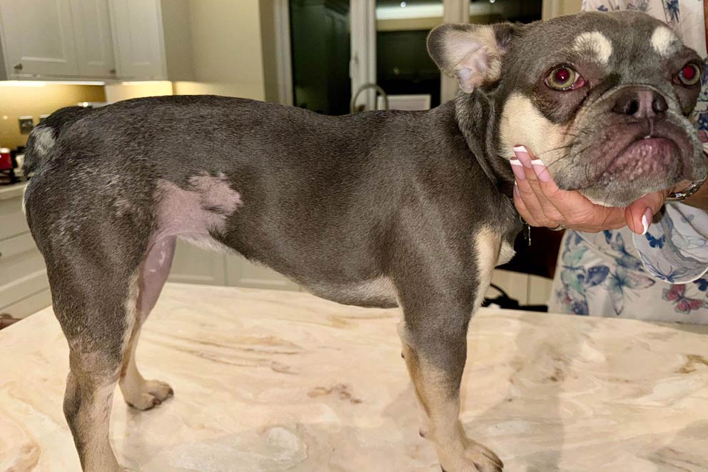 French bull dog standing on kitchen counter showing healed wounds