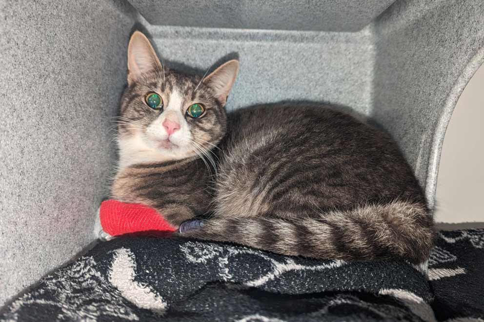 cat enclosed in a cat carrier.