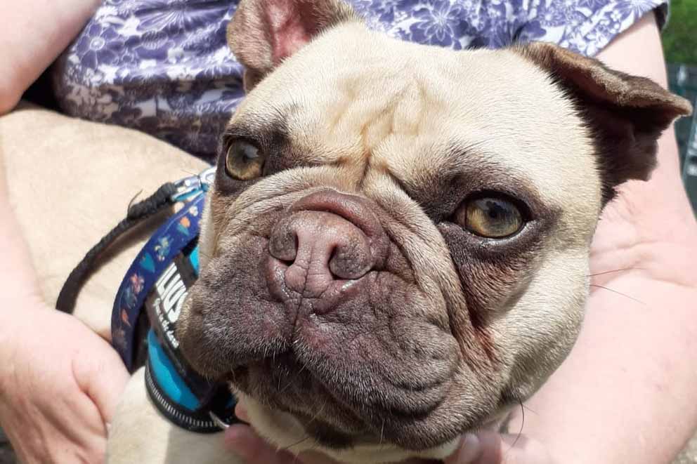 Cookie the French bulldog looking happy and healthy with foster family