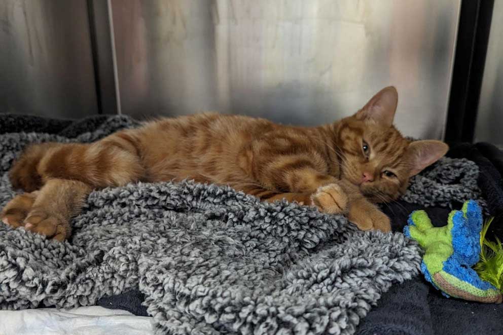 This young ginger kitten was rescued by the RSPCA after an investigation led to the owners being charged with neglect and unnecessary suffering.