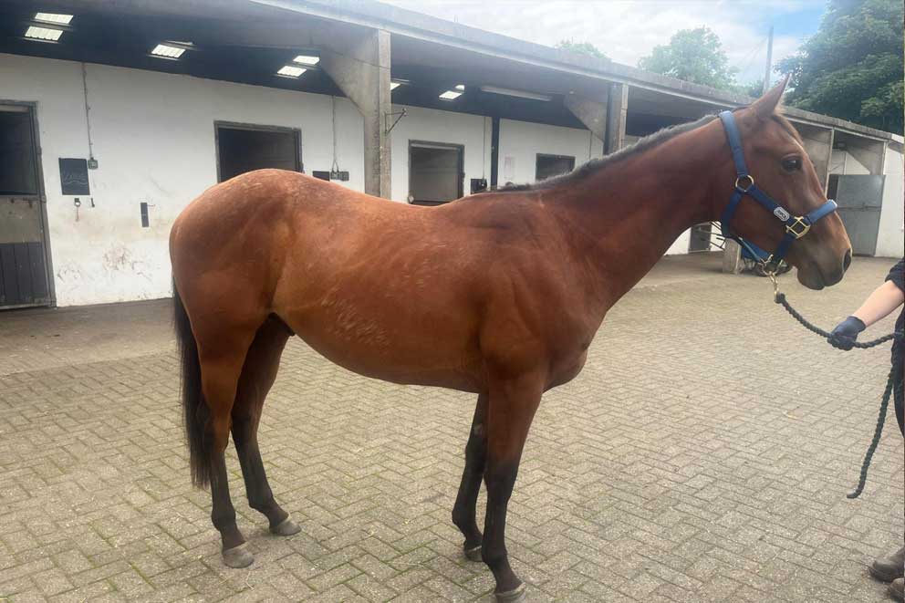 horse standing in an improved condition