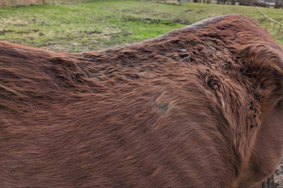 close-up of horse's ribcage protruding