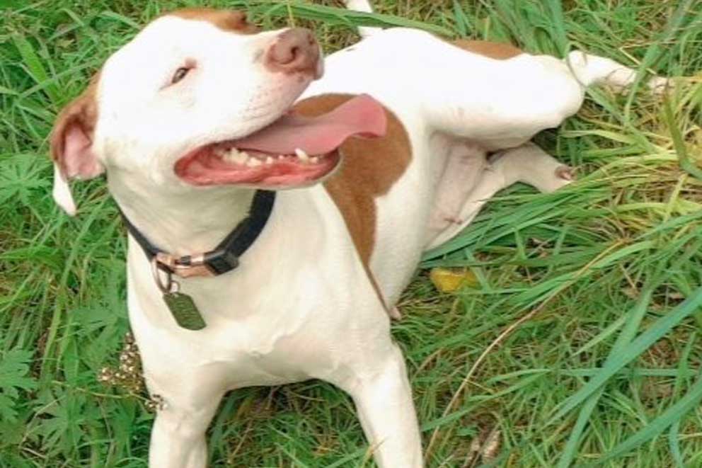 Harley the rescued staffordshire bull terrier looking happy and healthy in her new home