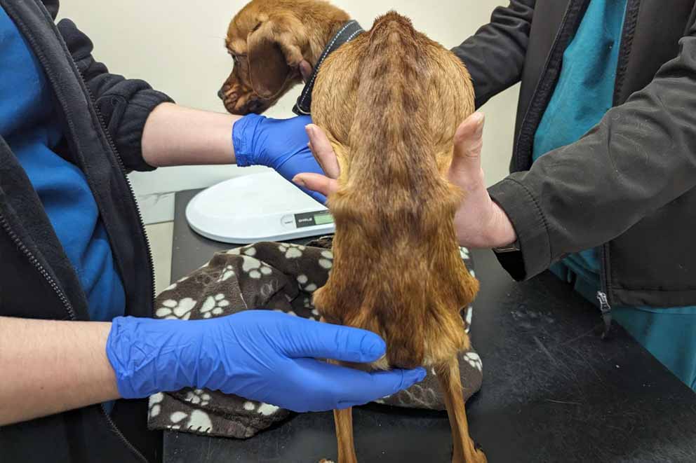 An emaciated dog being examined by two vets