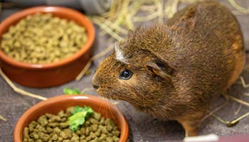 Rspca guinea hot sale pig diet