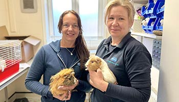 Rspca guinea pig store rescue