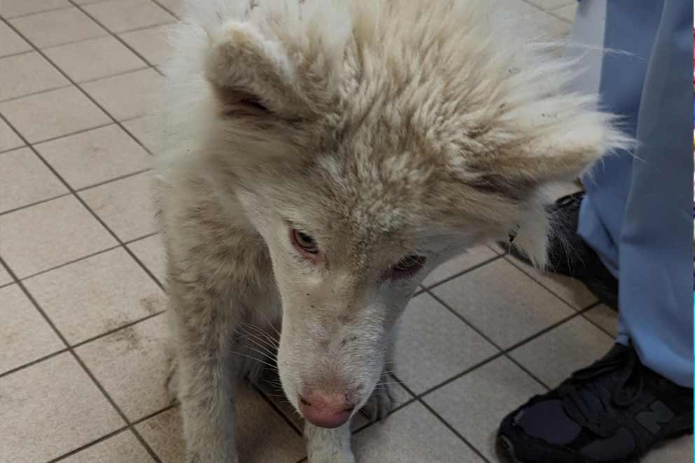 A rescued husky puppy badly treated by her owner.