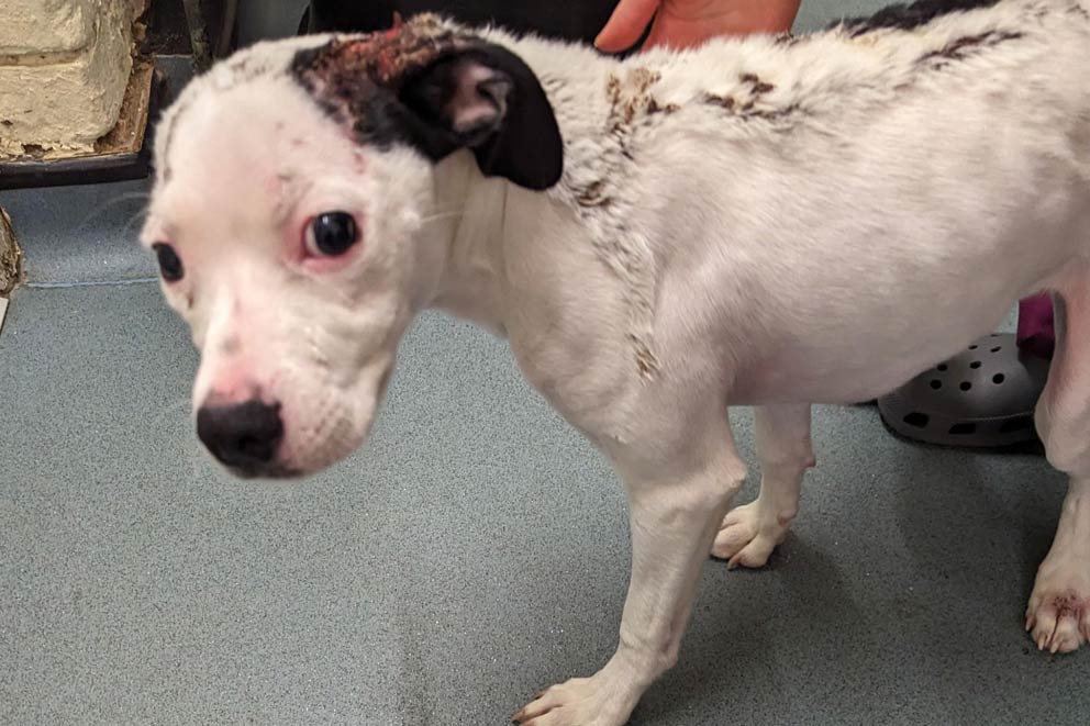 puppy rescued with severe burns