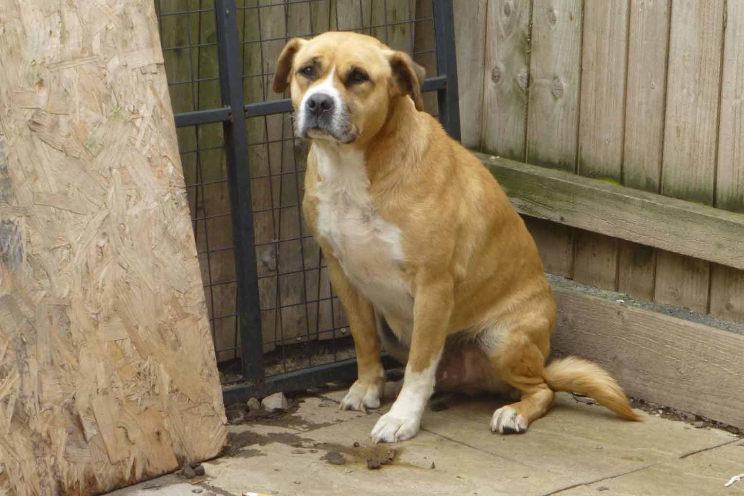 dog looking scared sitting in the corner of a dirty back yard