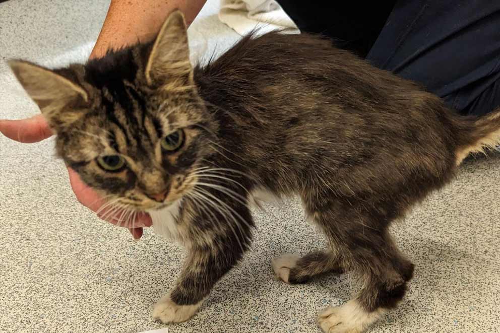 RSPCA rescued this neglected cat from owner who caused unnecessary suffering 