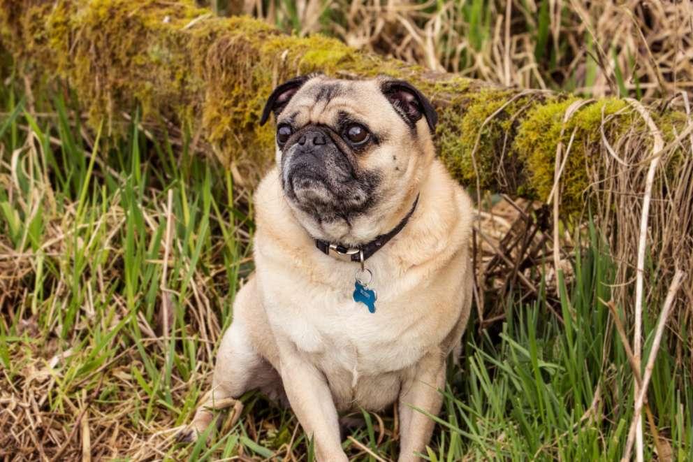 Pug sat resting amongst the grass