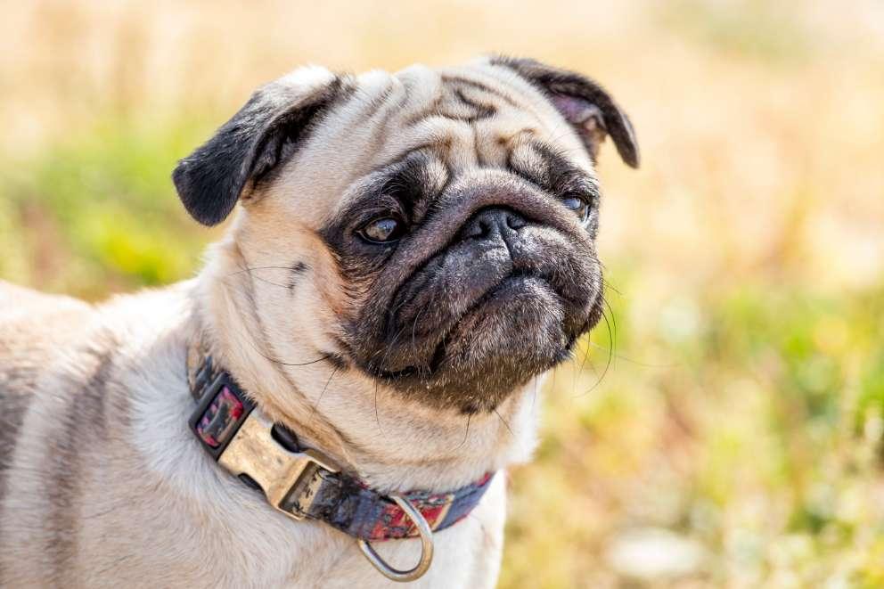 Flat faced pug looking off to the right of the camera, he is wearing a blue collar