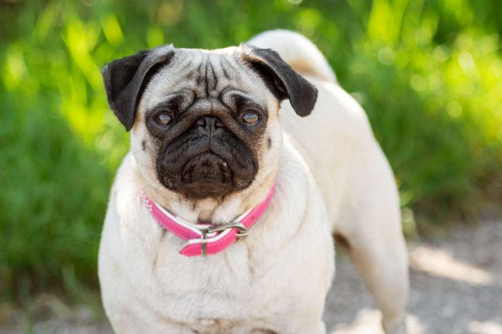 Golden pug with a pink collar outside on a sunny day