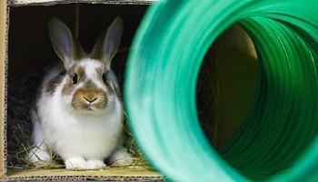 Best toys for outlet a rabbit