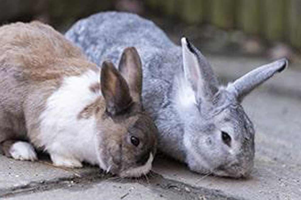 A pair of rabbits sitting next to each other smelling their surroundings.