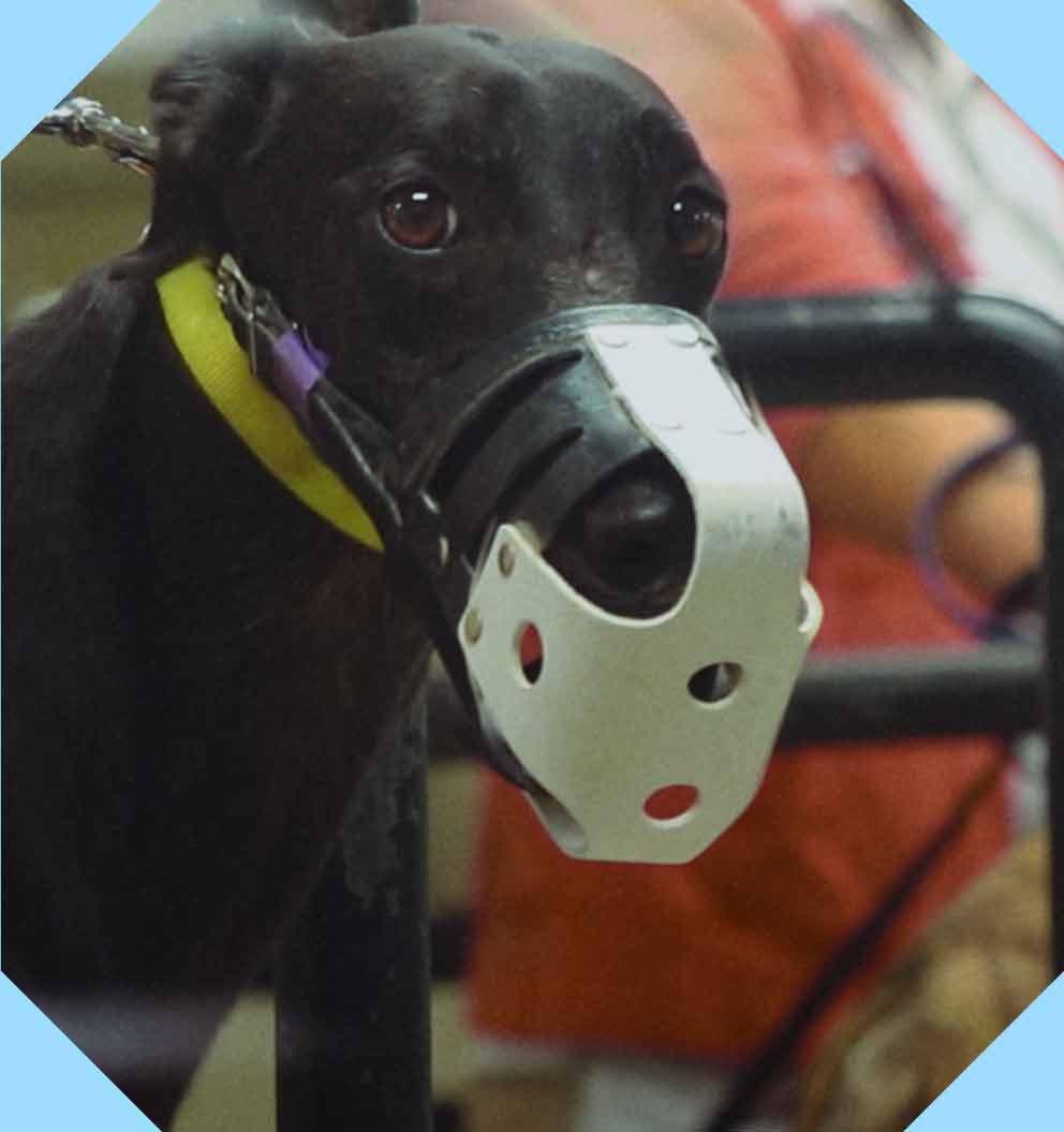 Photo of black racing greyhound with a muzzle