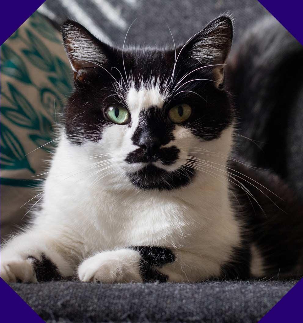 Rescue cat Peter has found a loving family to live with, here he is sitting comfortably on the sofa.