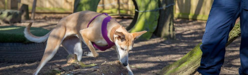 Millie the rescue dog enjoying exercise in the animal centre garden.