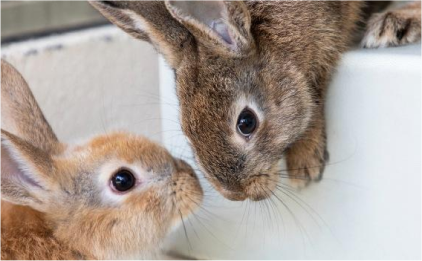 One brown rabbit leaning over to see golden rabbit below